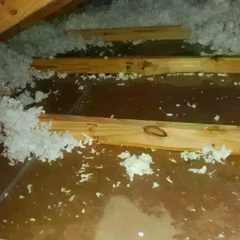 Attic Water Damage in Inverness Highlands North, FL